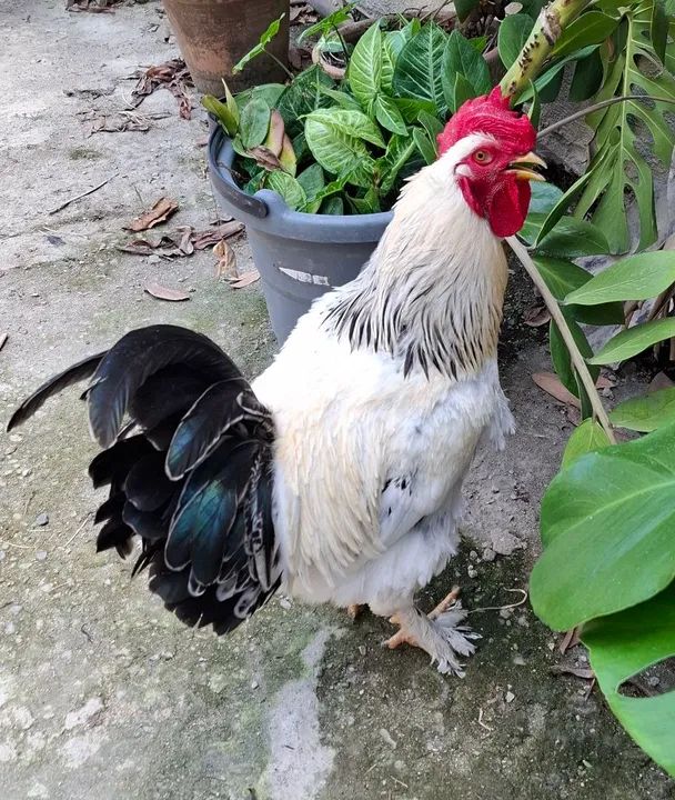 Galos Brahma Jovens e Saudáveis - Foto 2