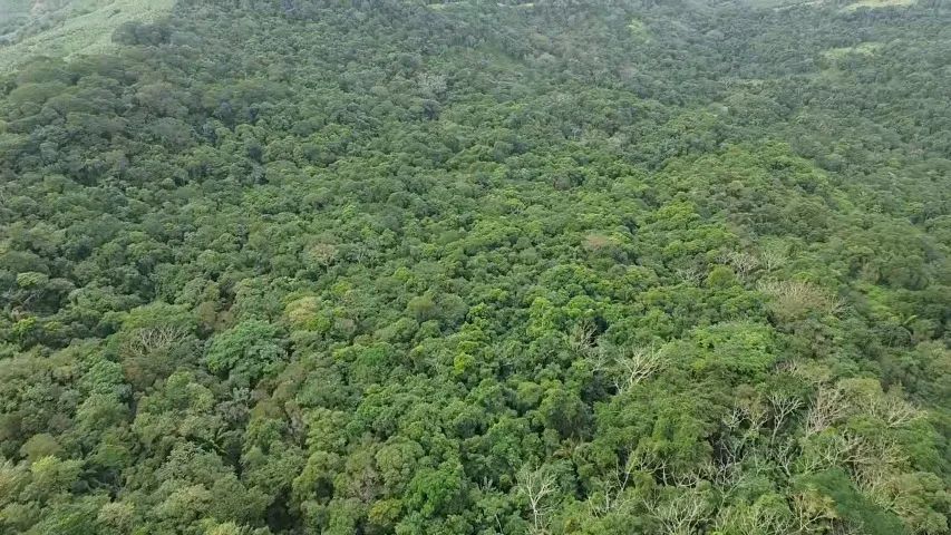 Área para Compensação Ambiental - Mata Atlântica (Sete Barras/SP) - Foto 2