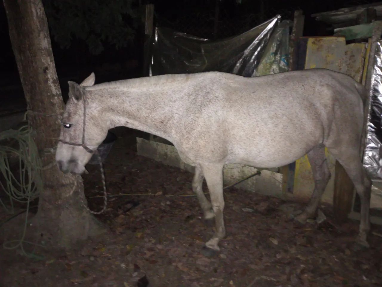 Égua mestiça de mangalarga 