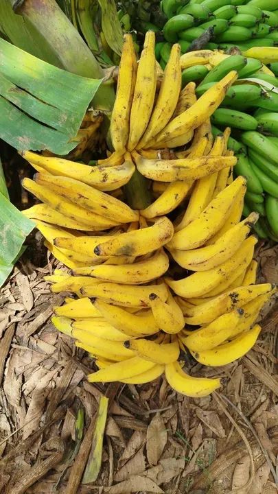 Mudas de banana da terra maranhao - Foto 3