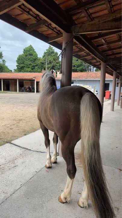 Cavalo crioulo Cuiudo confirmado  - Foto 3