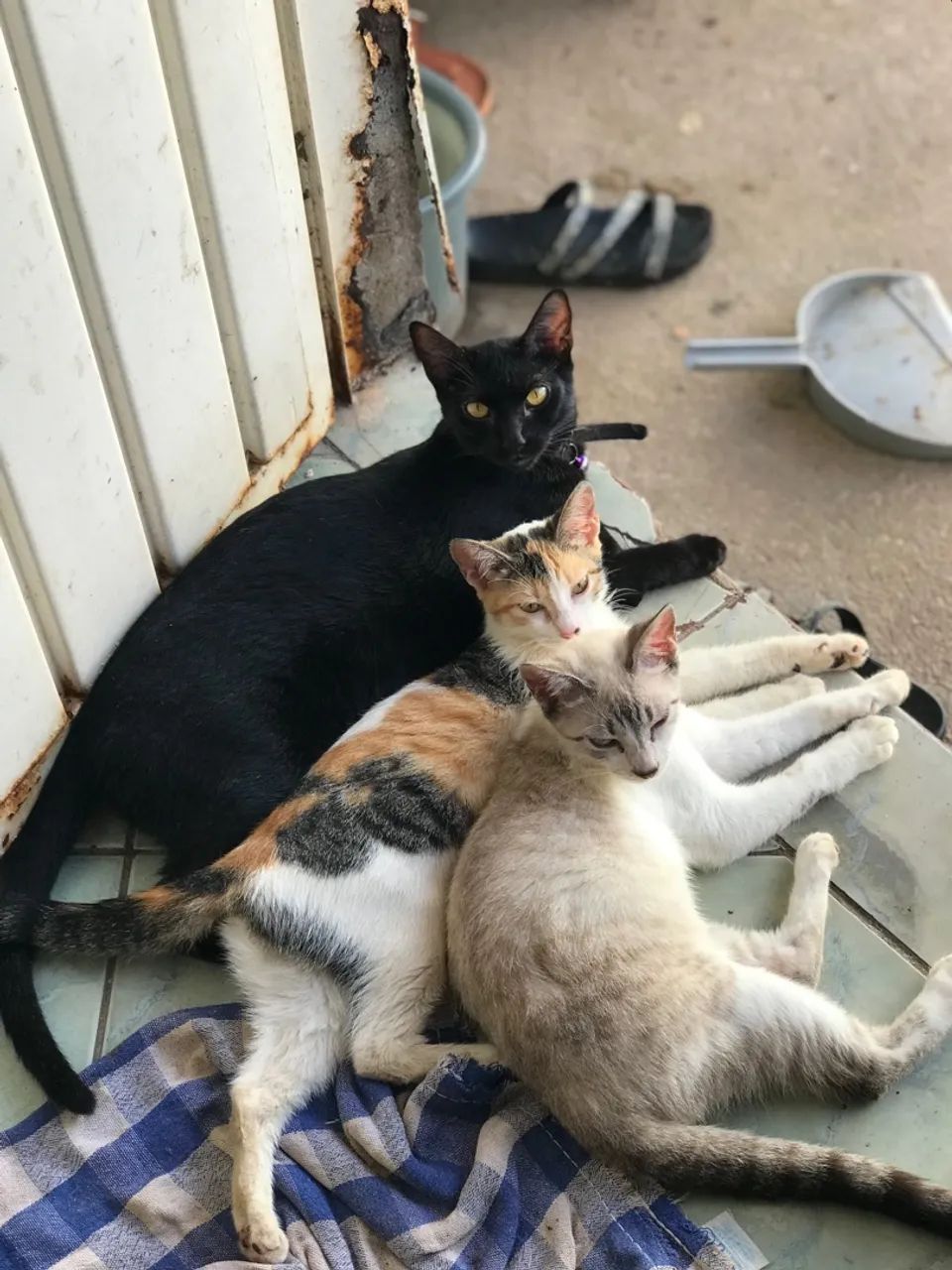 Três Gatos para Adoção