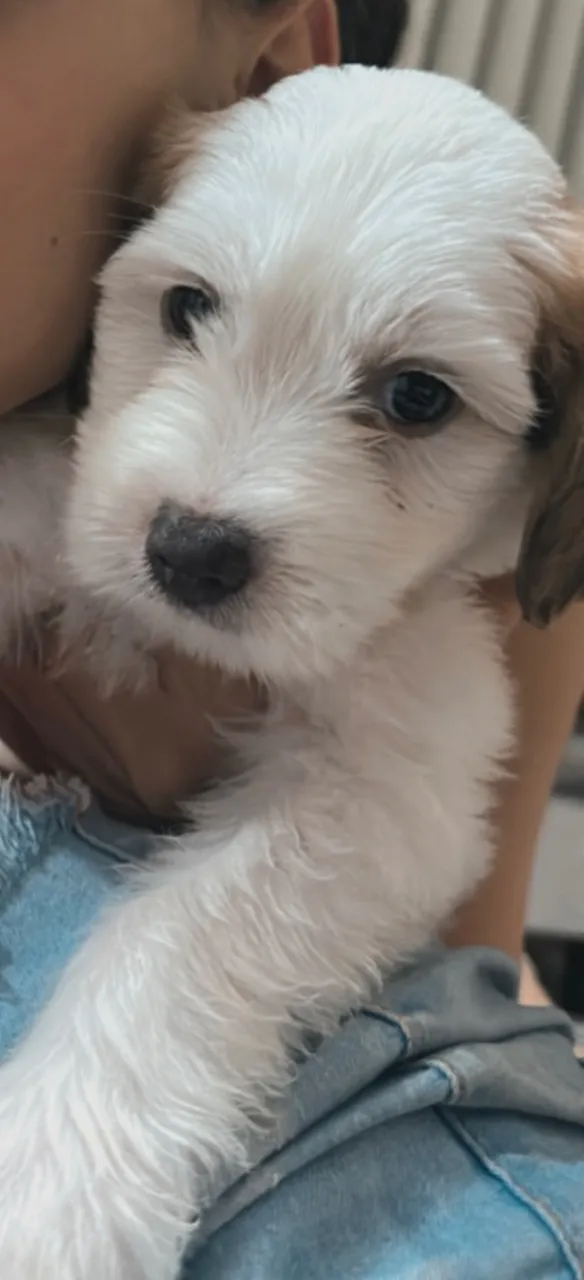 Poodle puro