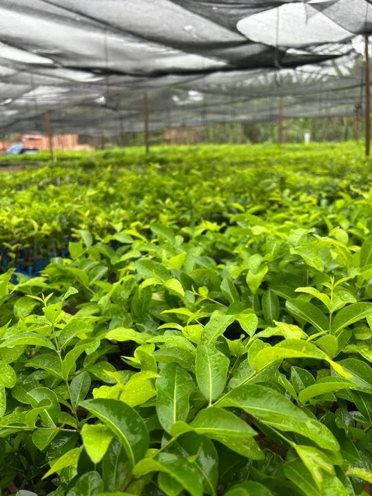 Mudas de acerola junco para produção rural