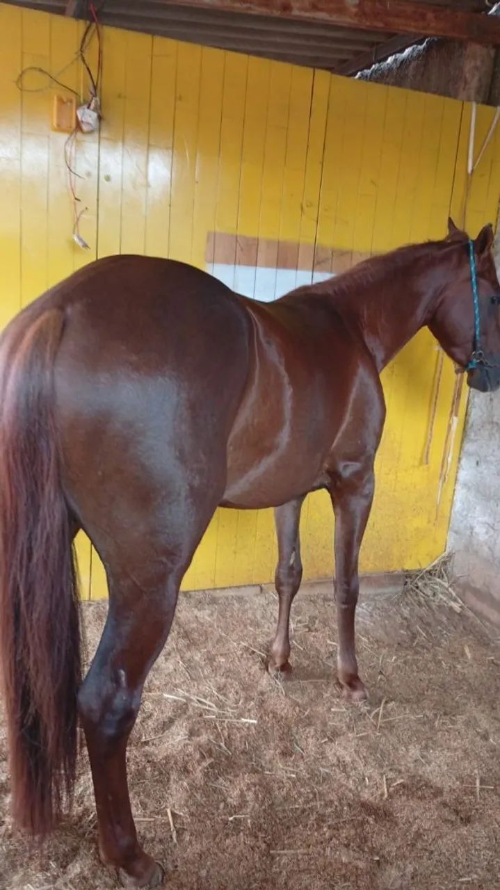 Vendo potro quarto de milha puro porém sem registro potro novo já iniciado na doma 