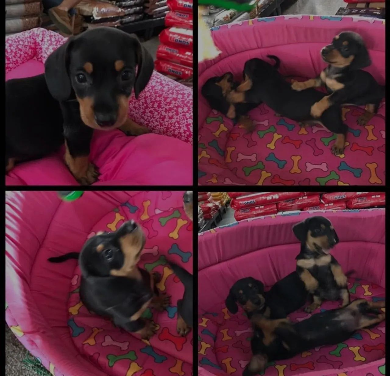 Filhotes fêmeas Basset Dachshund - Foto 3