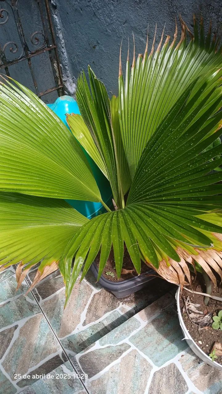 Palmeira Areca (Chrysalidocarpus lutescens) - Planta de Interior