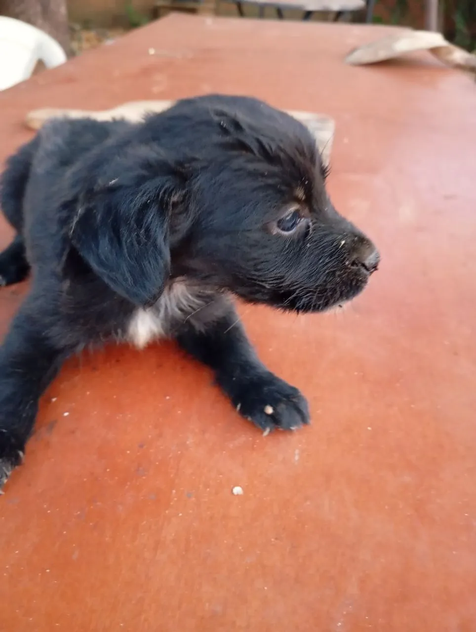 adotar Filhote de cachorro preto adorável