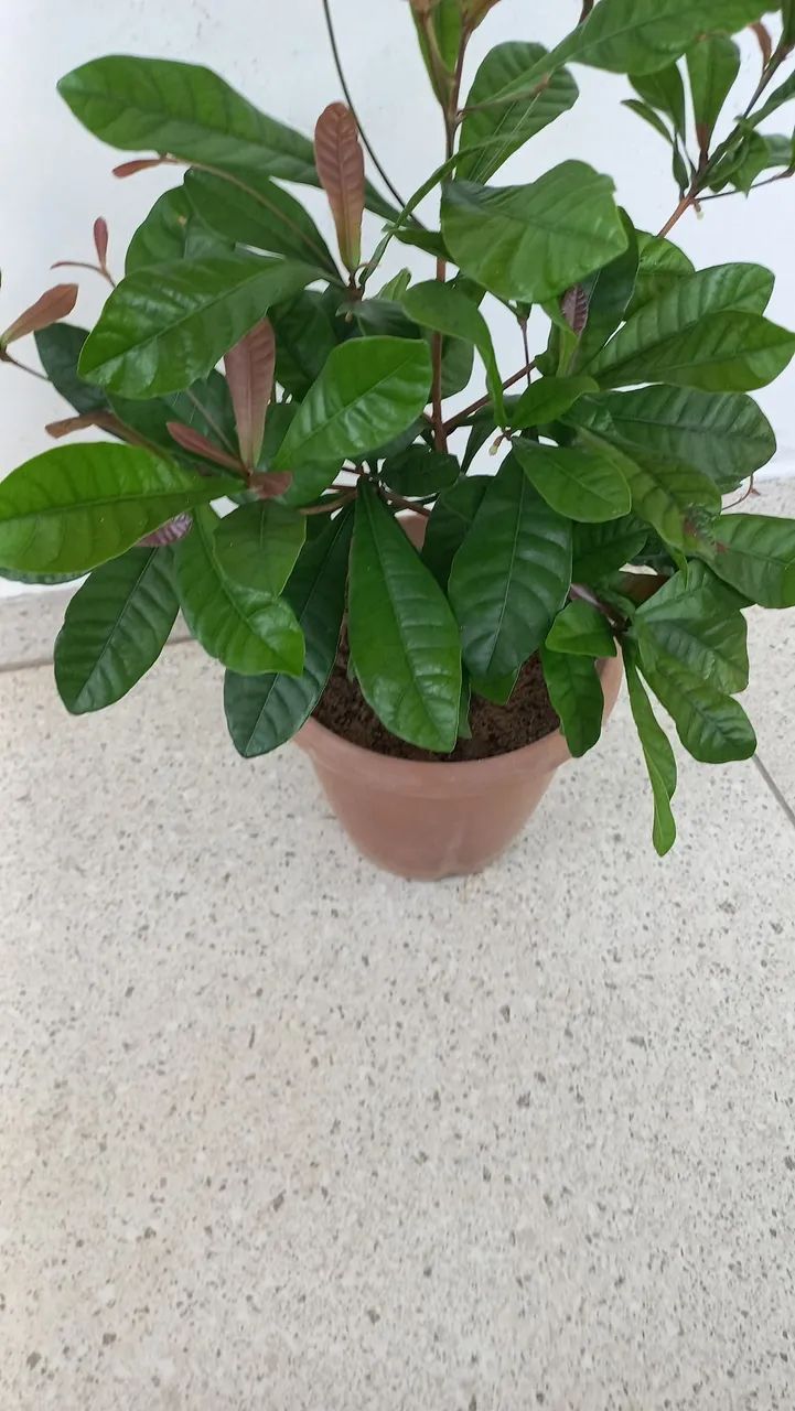 Muda de fruta do milagre. - Foto 3