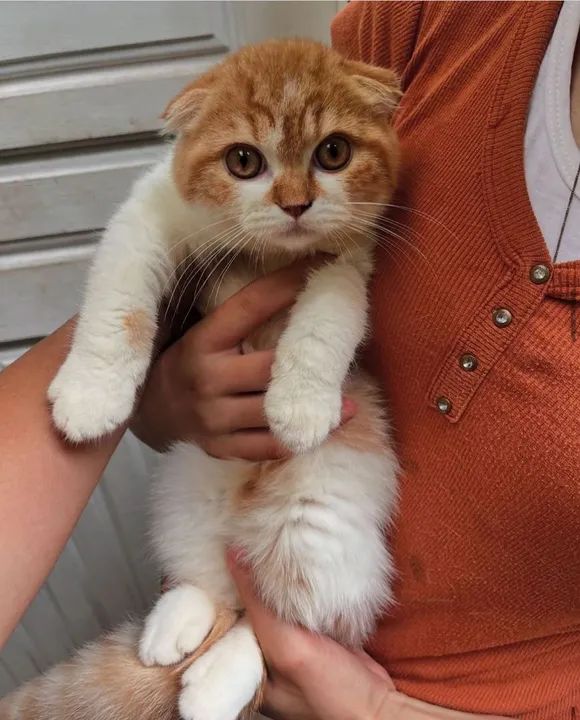 Gatinho Scottish Fold disponível _ ler descrição 