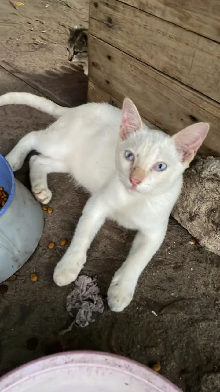 Gatos carinhosos para doação responsável varios - Foto 2