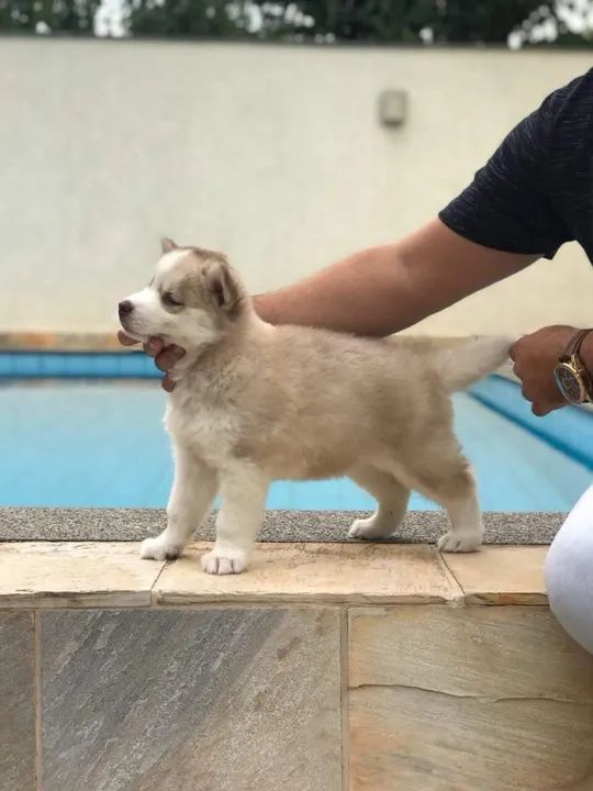 Husky Siberiano Chamar whats * - Foto 2