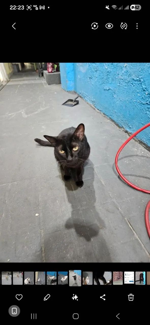 DOAÇÃO DE GATOS ADULTOS CASTRADOS - Foto 5