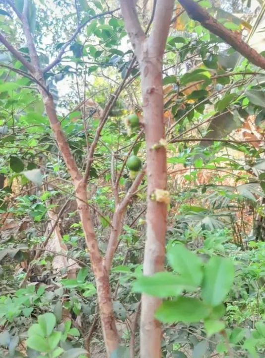 Muda de Jabuticaba. - Foto 2