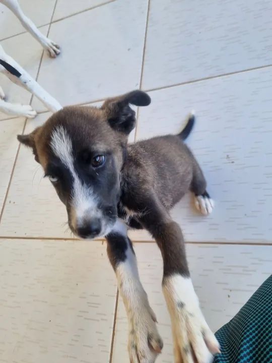 Doa-se Filhote de Husky  - Foto 4