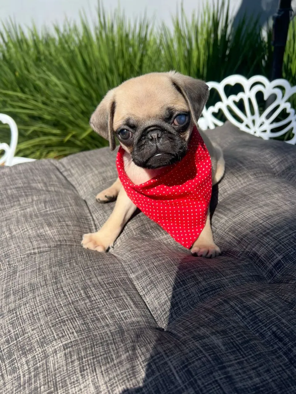 Filhote de Pug Macho e Fêmea - Uma Fofura Esperando por Você!
