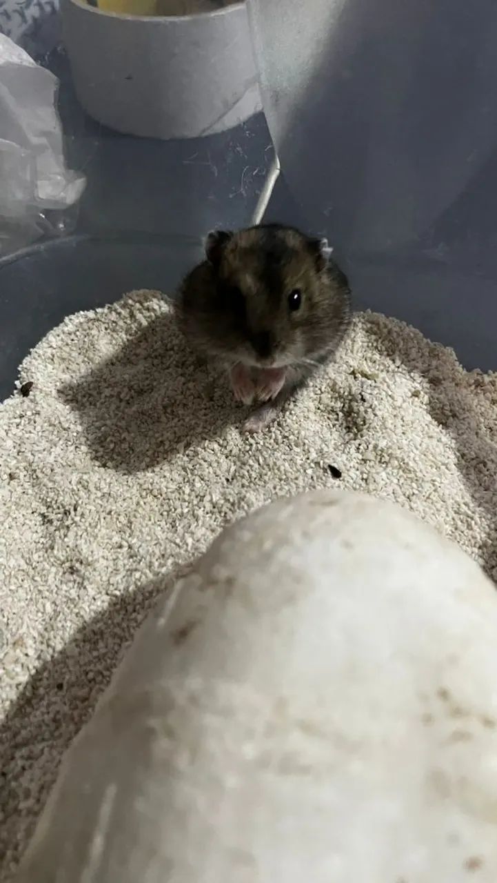 Hamster Anão Russo  - Foto 2