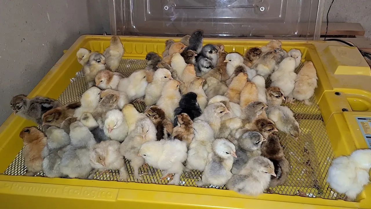 Lote de pintinhos raça brahma. - Foto 4