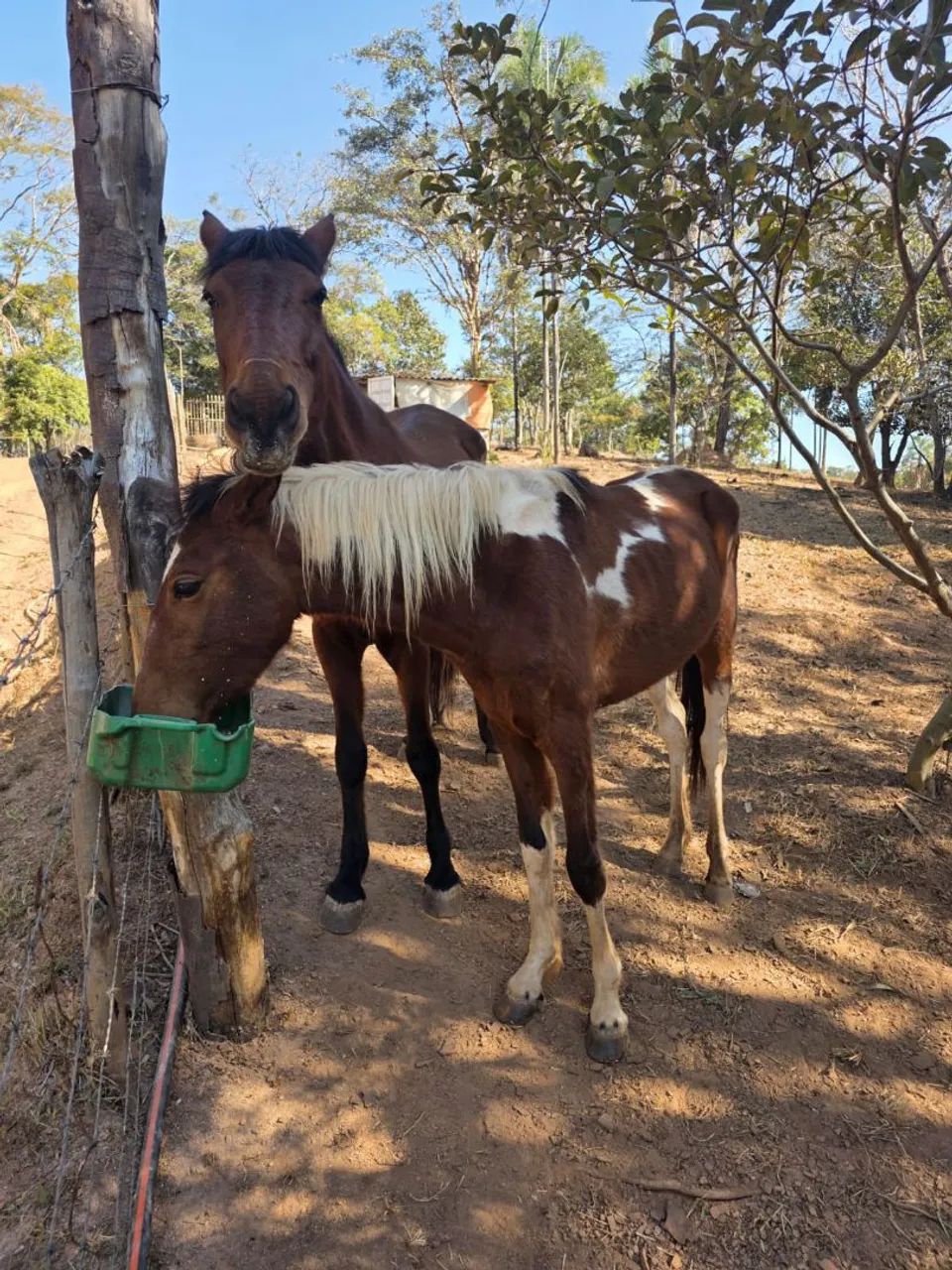Vendo uma égua e uma poltra mangalarga meio sangue com sela. - Foto 2