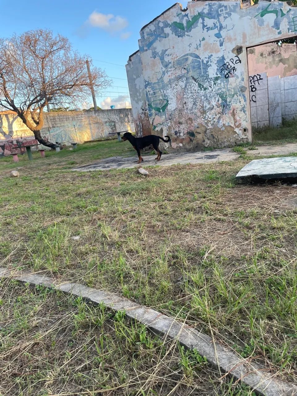 Rottweiler - Filhote lindo e brincalhão - Foto 2