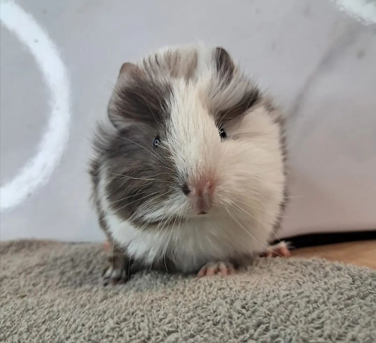 Porquinho da india - Foto 2