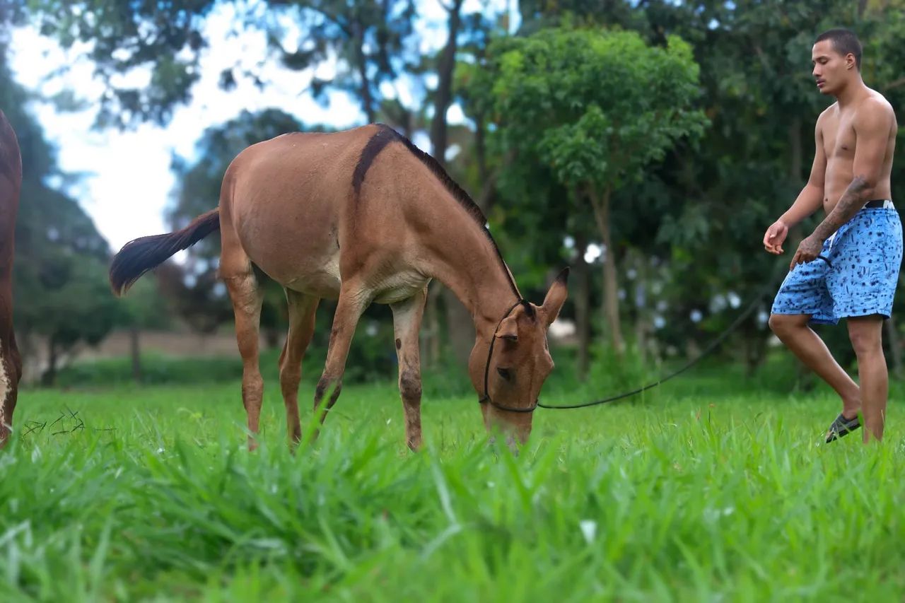 Mula marcha picada - Foto 3