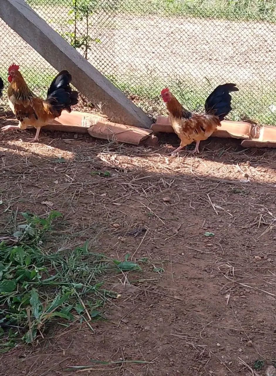 Liquidando últimas unidades  - Foto 3