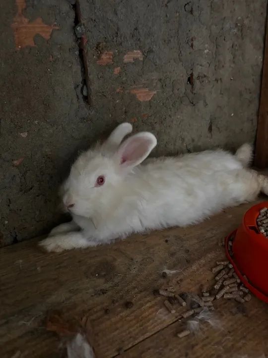 Filhotes de coelho ( mãe Angora e pai Nova Zelândia) - Foto 5