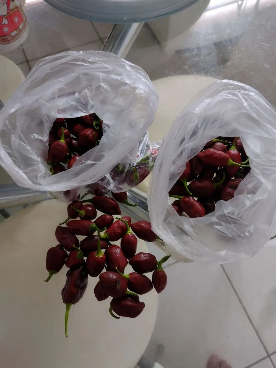 Muda de pimenta chocolate 