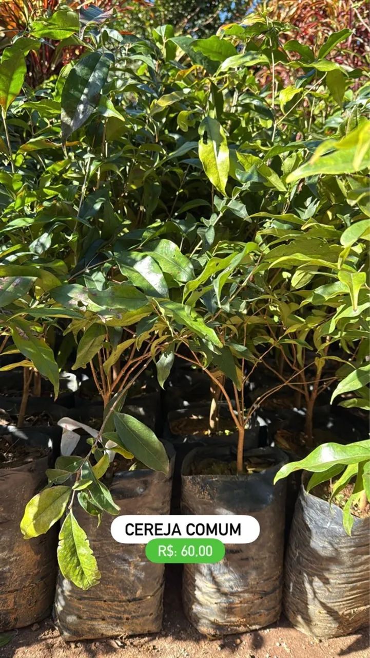 Mudas de Cereja Comum 