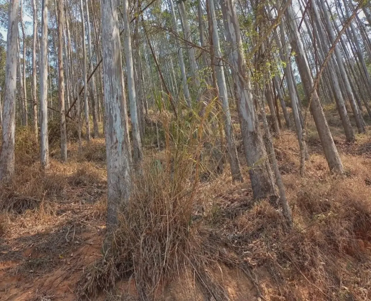 Imóvel para venda com 3370000 metros quadrados com 1 quarto em Centro - Areias - SP
