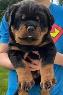 Genética Apurada em Rottweiler Alemão - Chame no WhatsApp para Saber Mais
