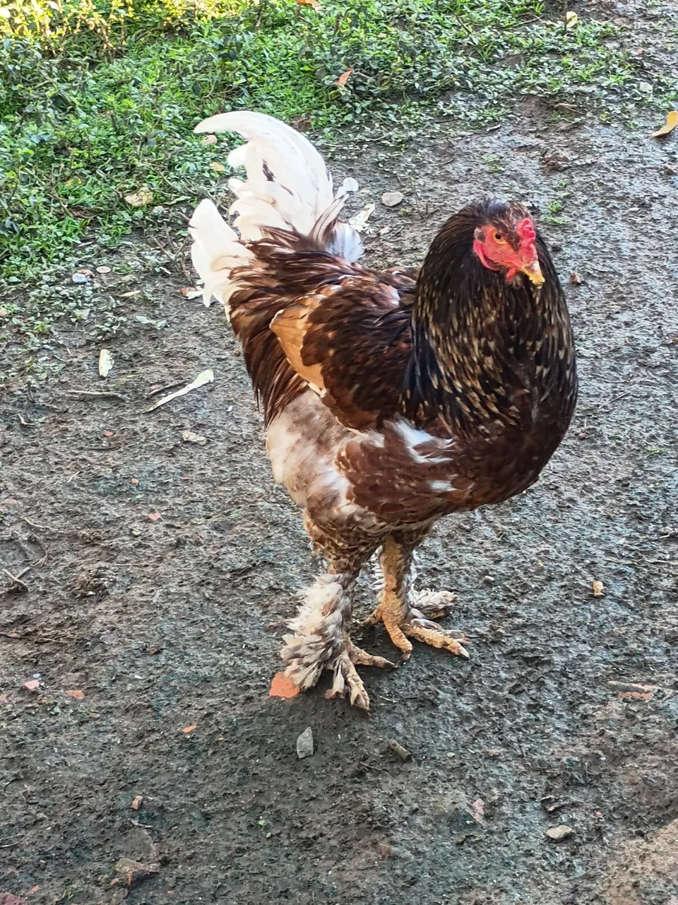 Galo Brahma