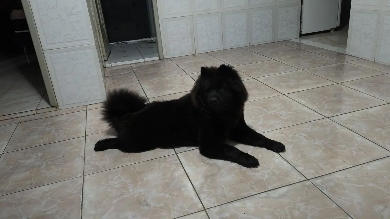 Filhotes de Chow Chow - Foto 3