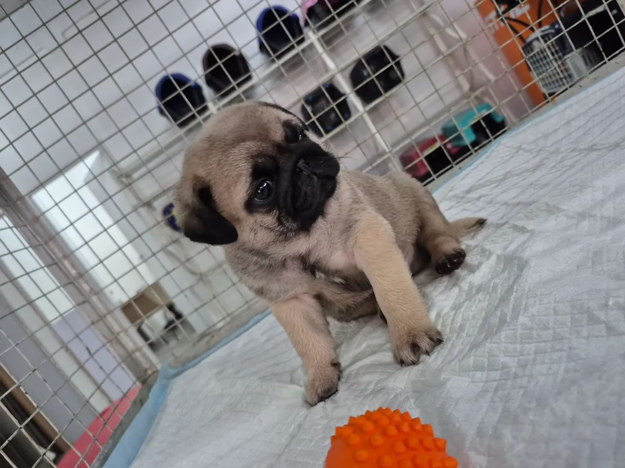 Pug - Foto 4