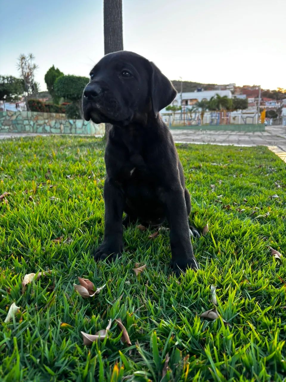 Filhote de Presa Canário com Pedigree - Vacinado e Pronto para Entrega