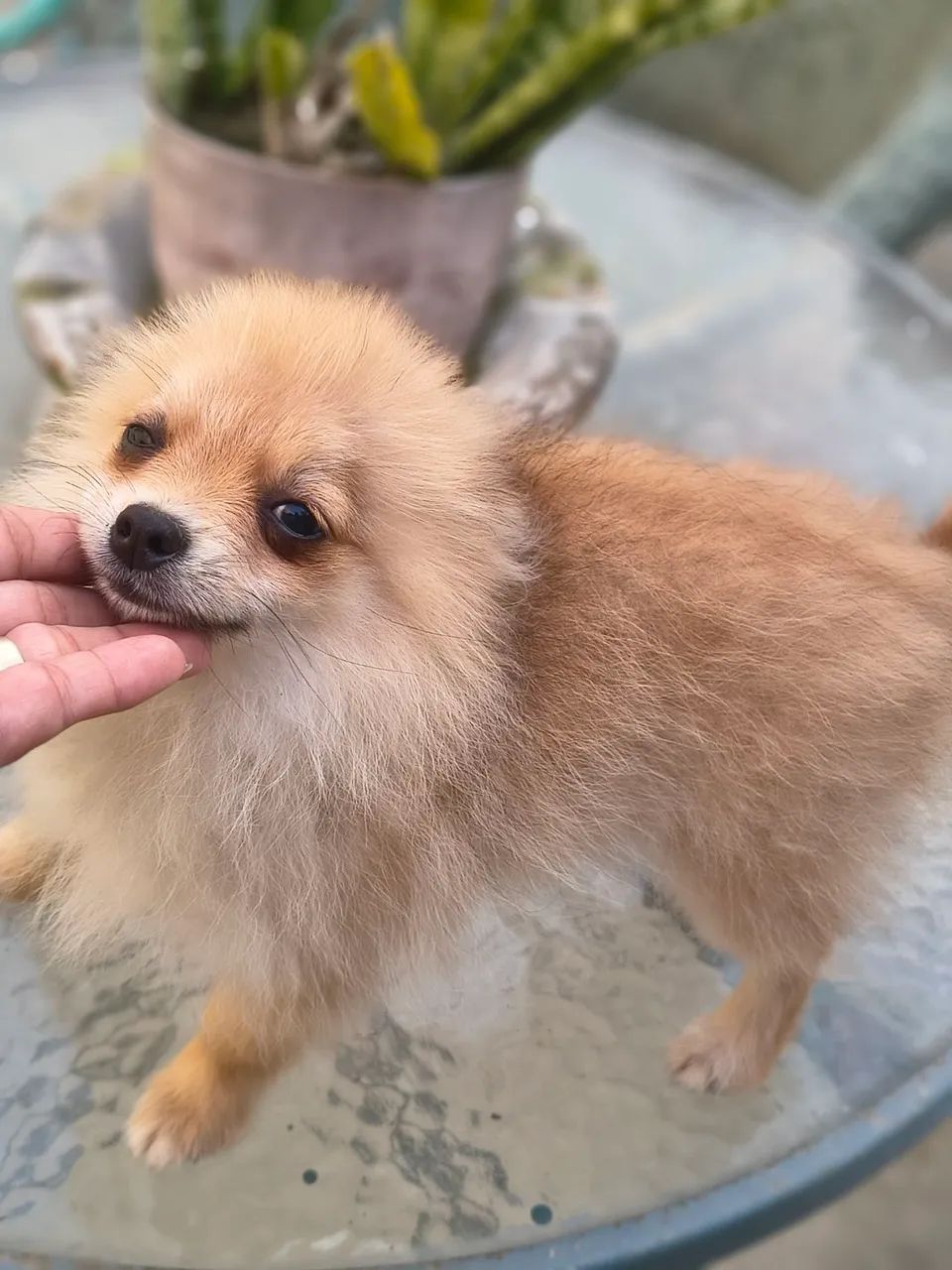 Spitz alemão, - Foto 2