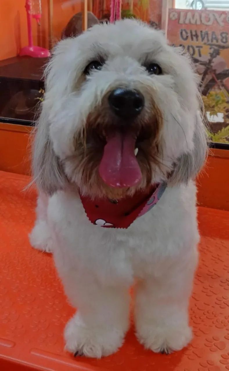 Cachorro Lhasa apso 