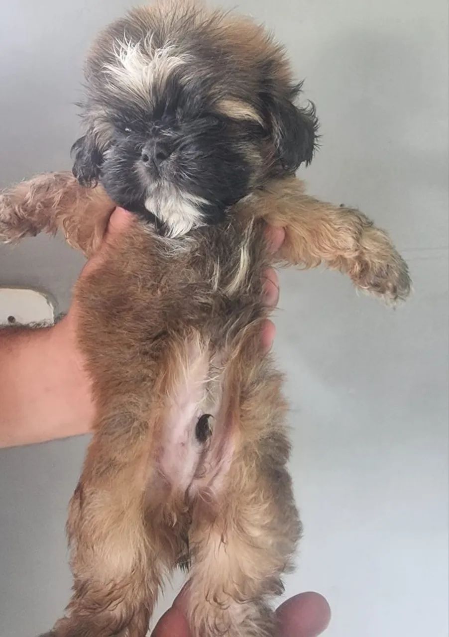 VENDO SHIH TZU MACHO  - Foto 2