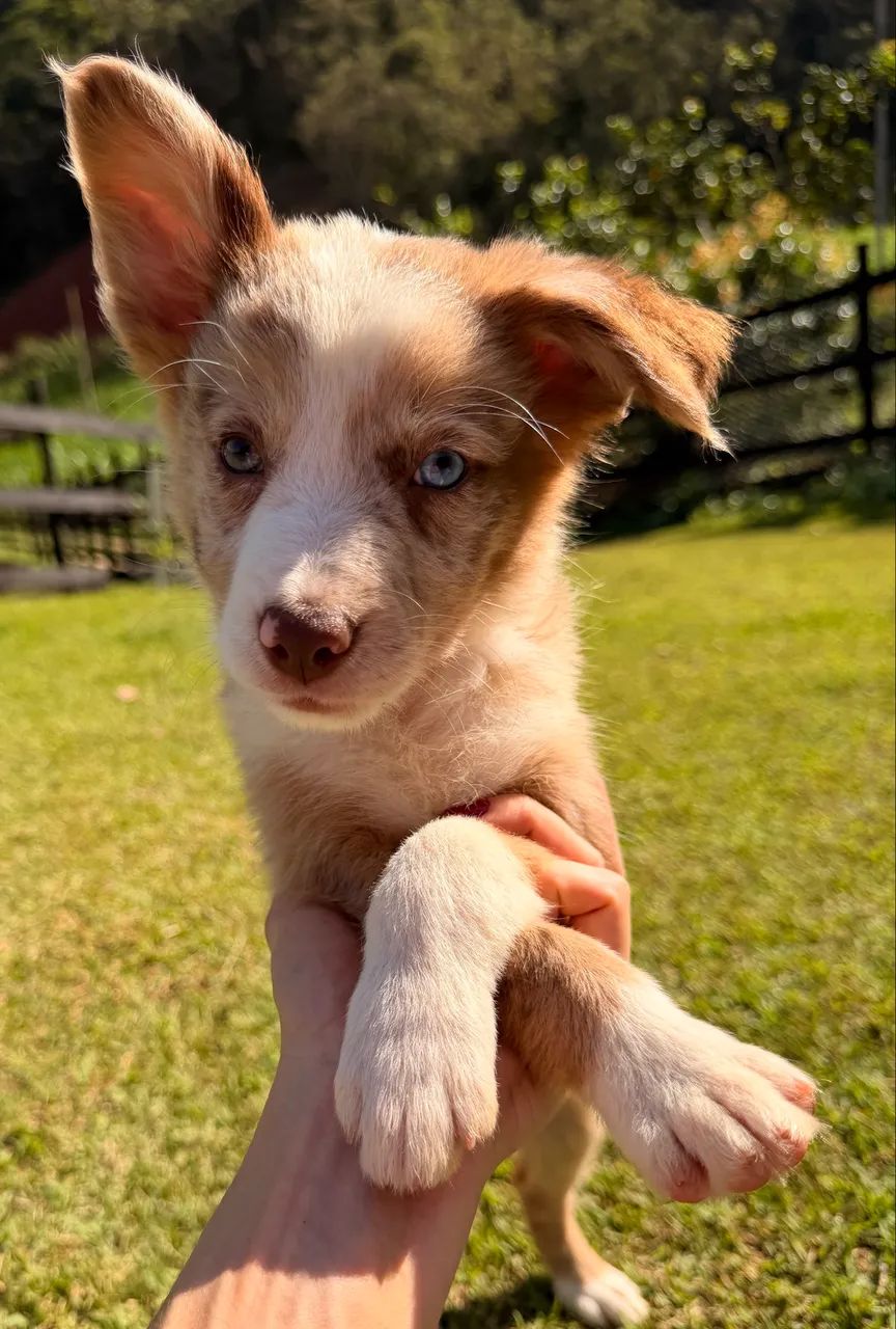 Filhotes de Border Collie  - Foto 4