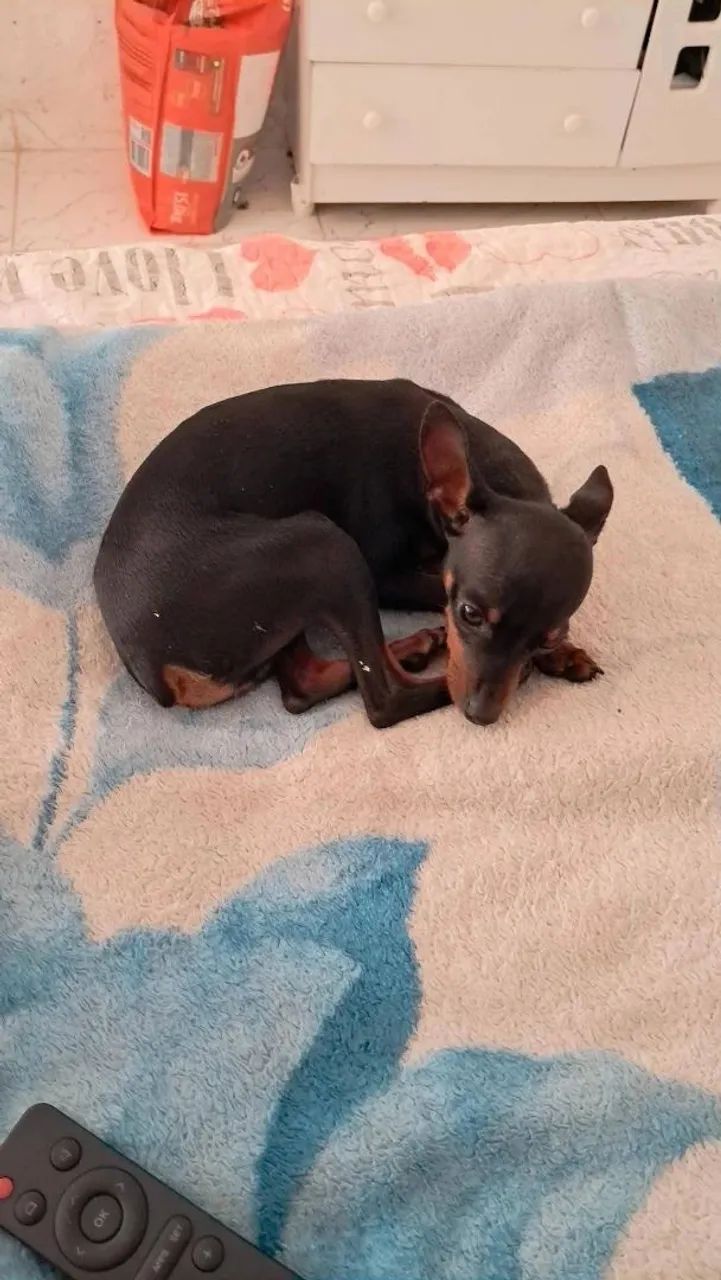 Pinscher Procuro namorada