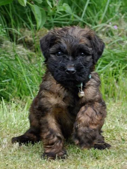 POODLE X YORK  - Foto 3