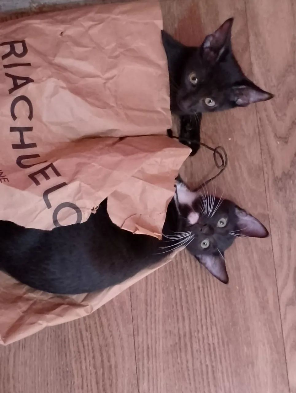 Doação de gato - Foto 3