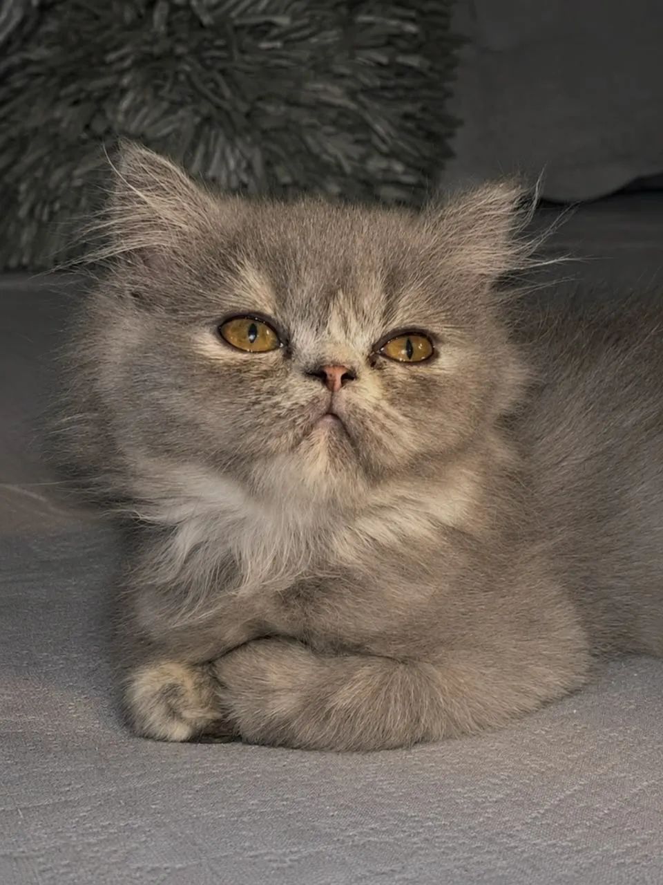Gatinha Bic Blue Tortie & White