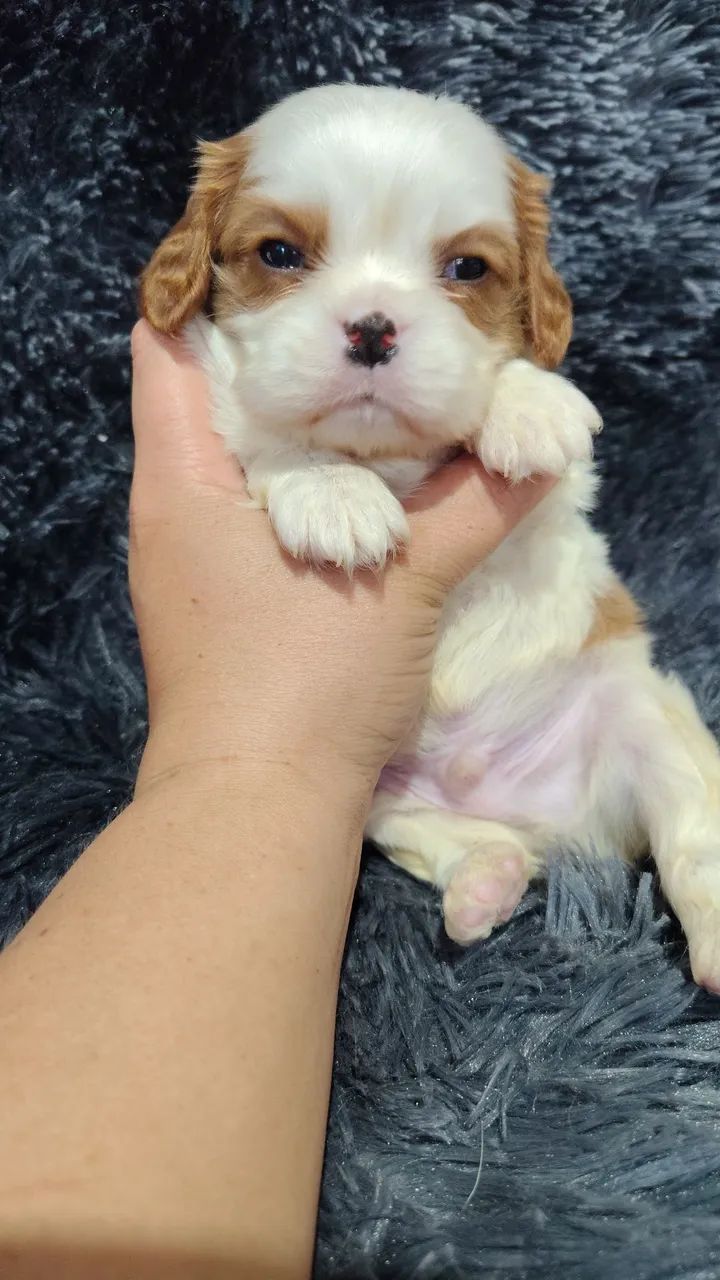Cavalier king Charles Spaniel ? - Foto 2