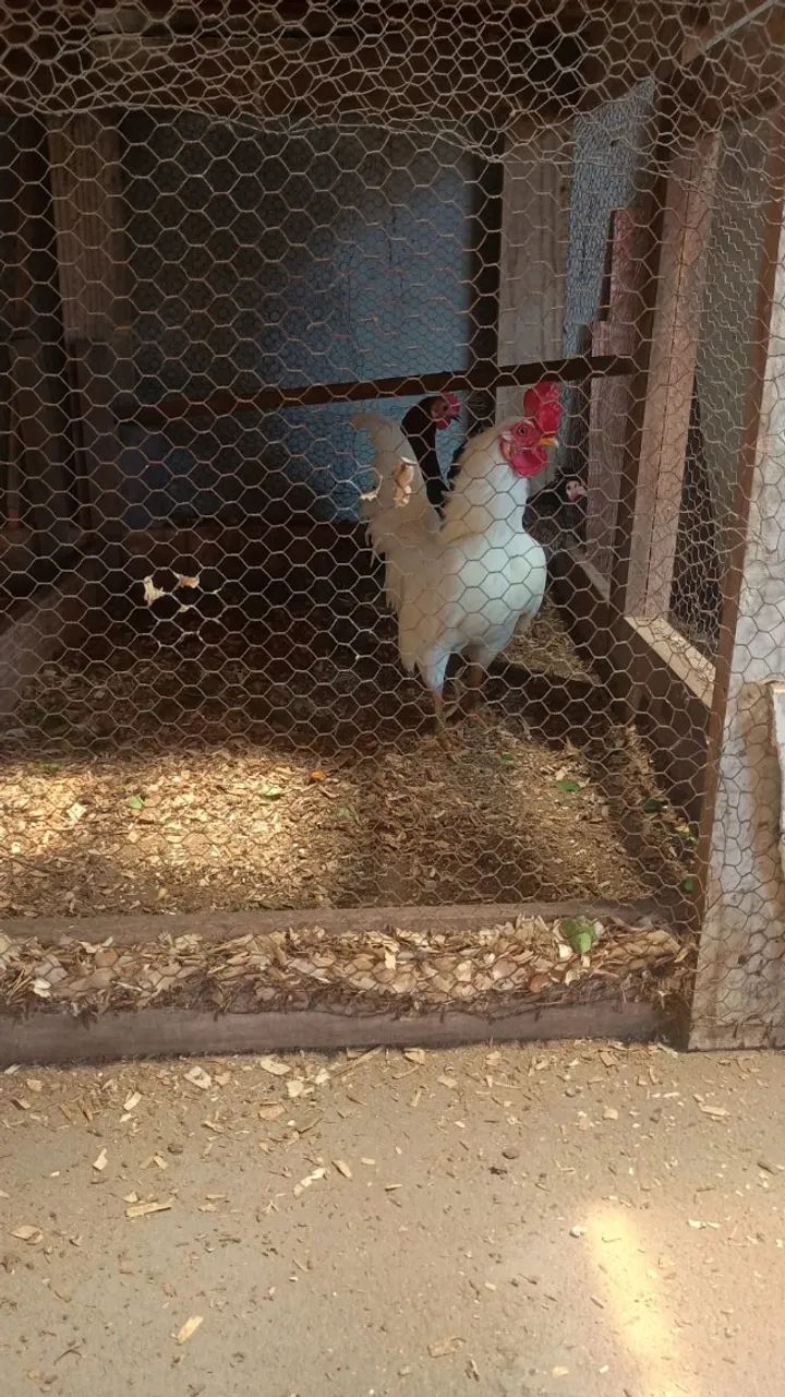 Trio de galinha garnize - Foto 3
