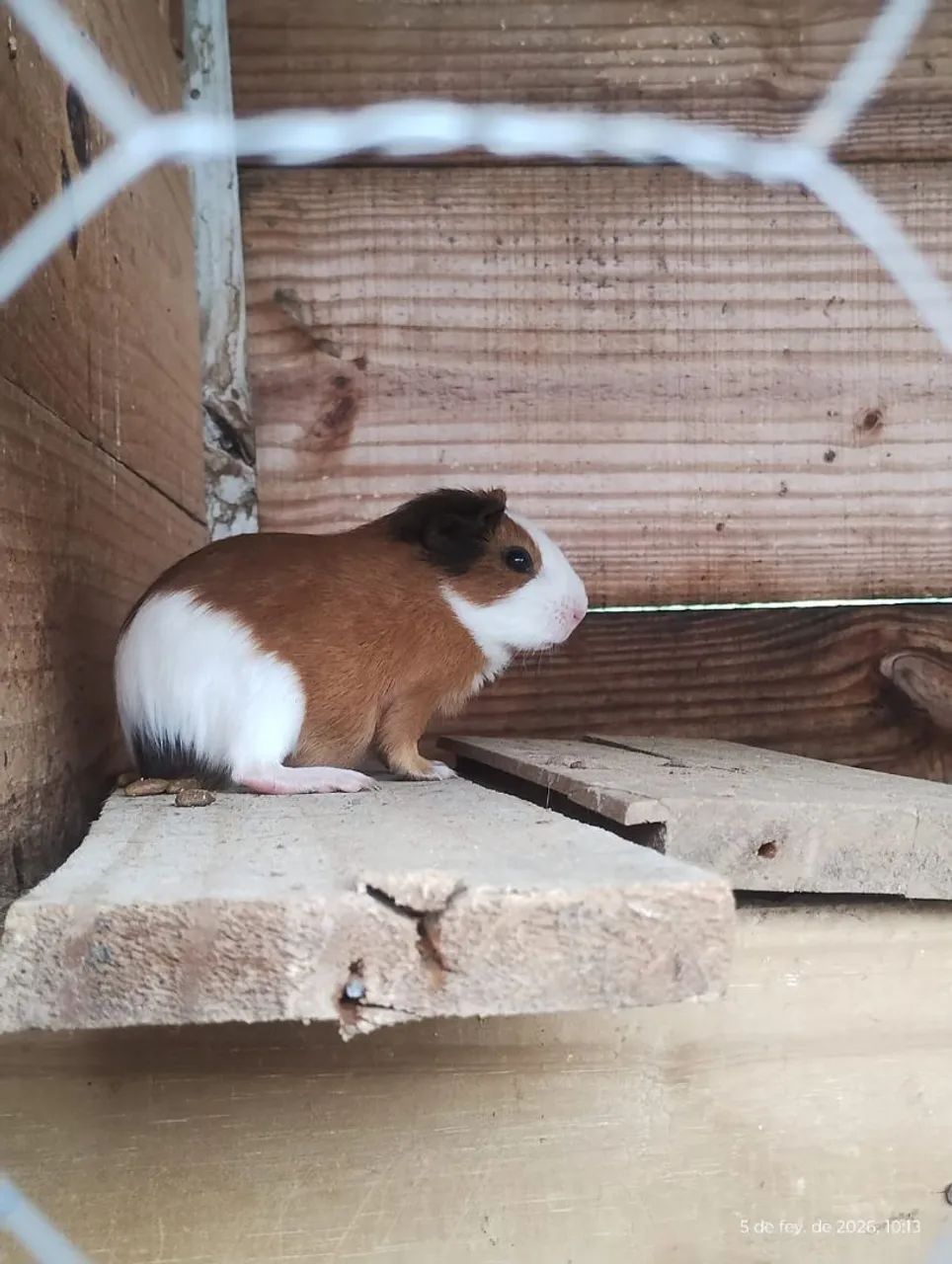 Porquinho da india para venda.  - Foto 2