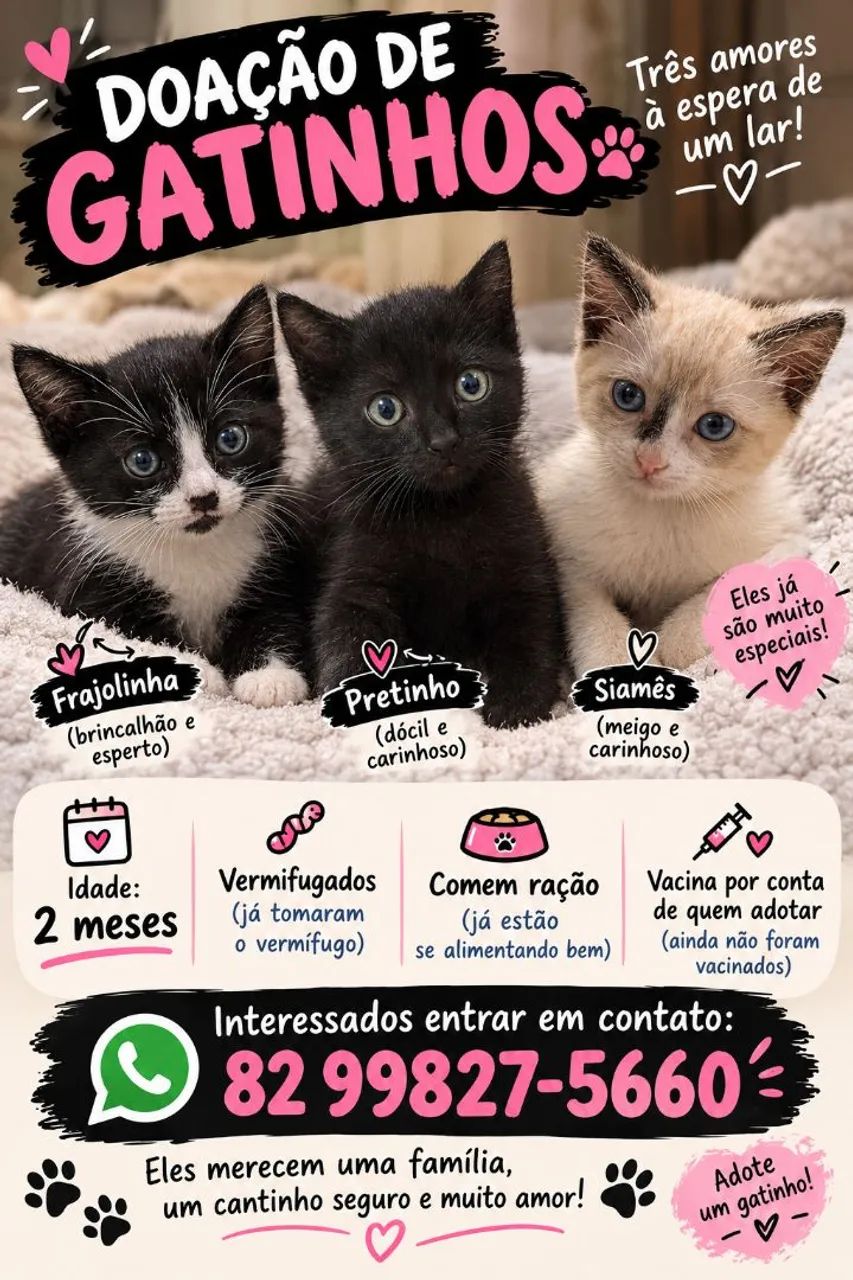 Gatos para adoção