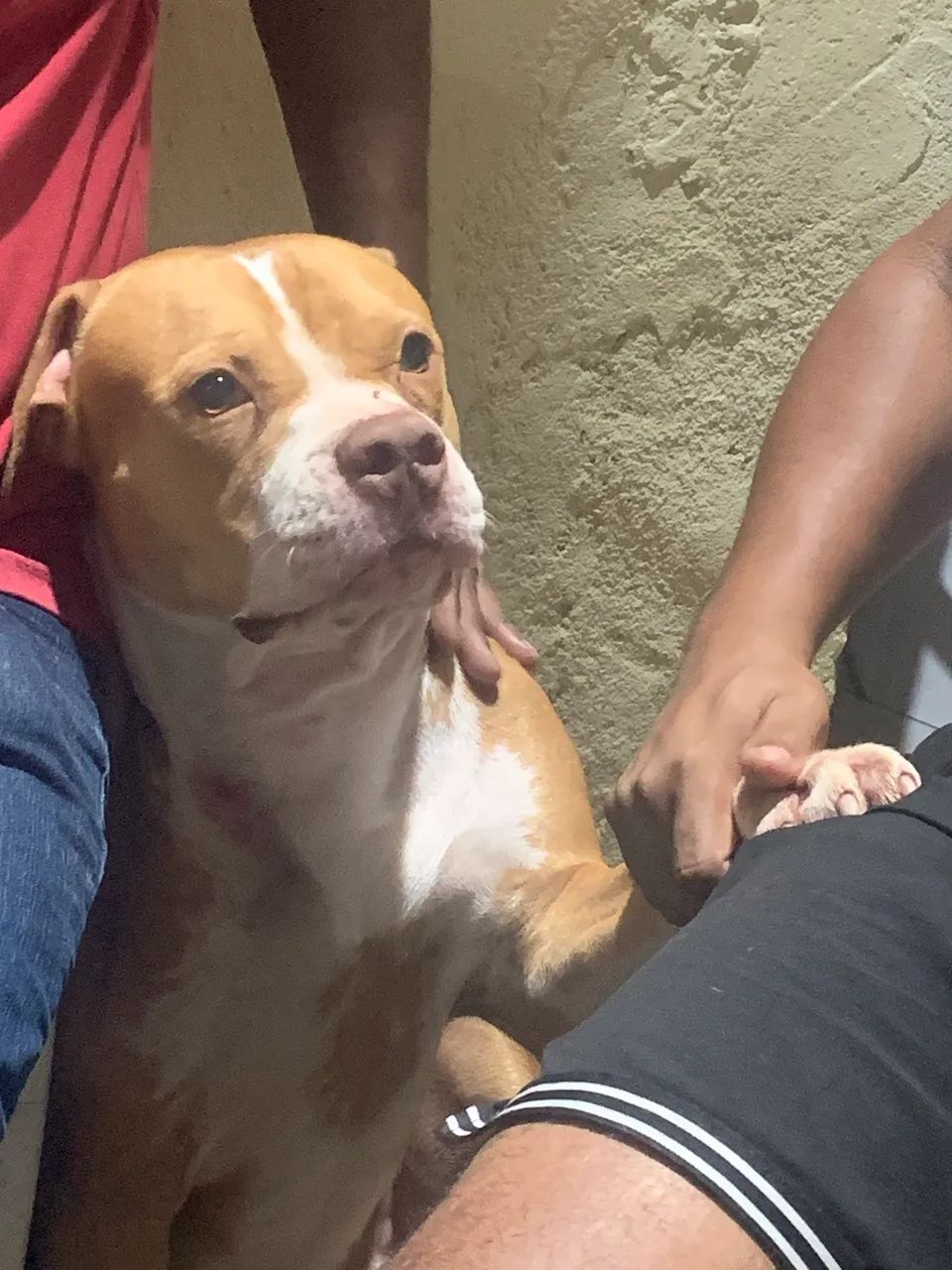 Filhote APBT  American Pitbull  Terrier? Pais no Local! Pai Amarelo ? Mãe Marrom ?  - Foto 3