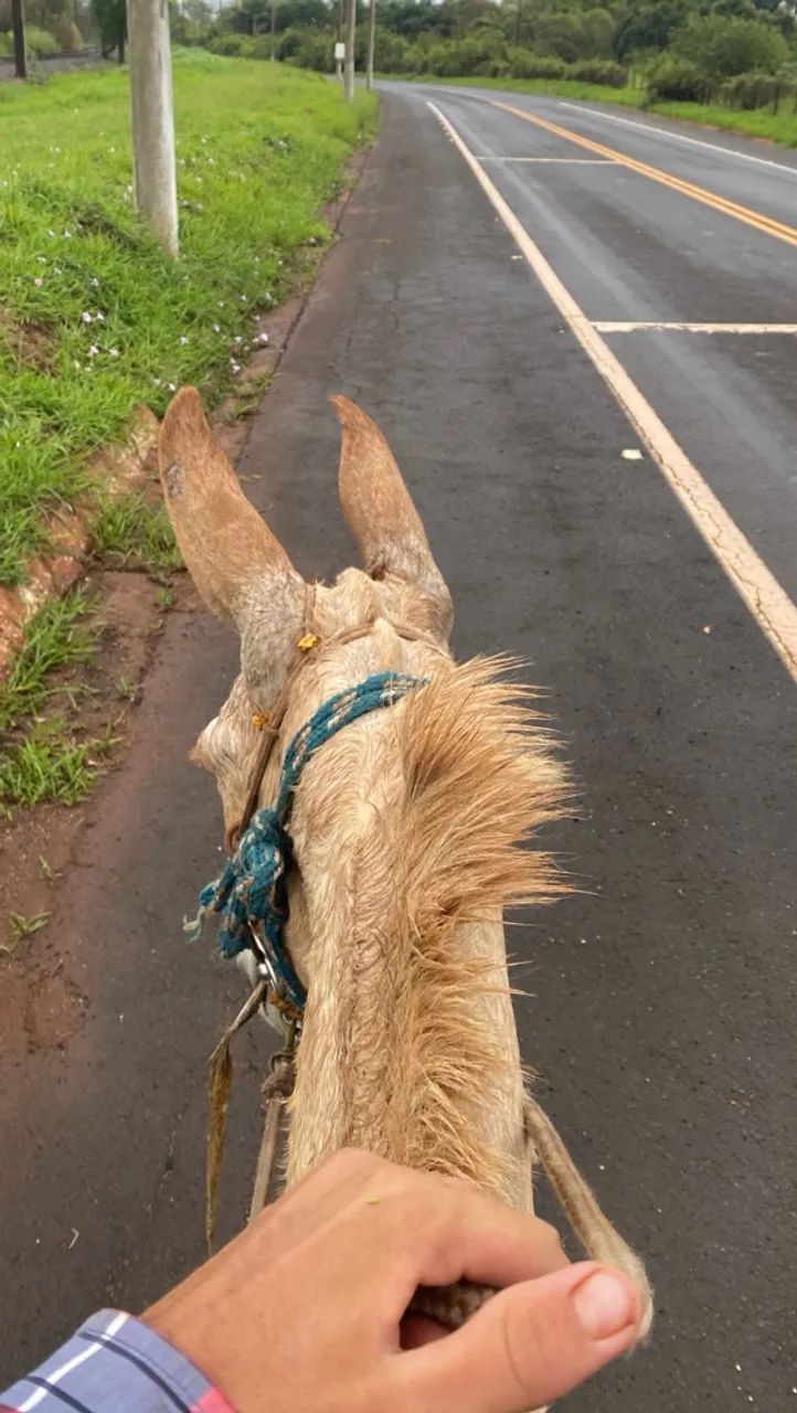 Burro  - Foto 3